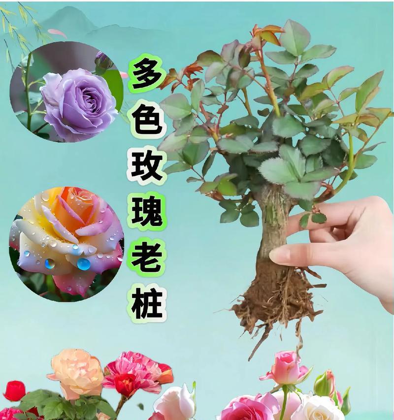 十岁小孩适合送哪种玫瑰花？送玫瑰花给小孩有何意义？
