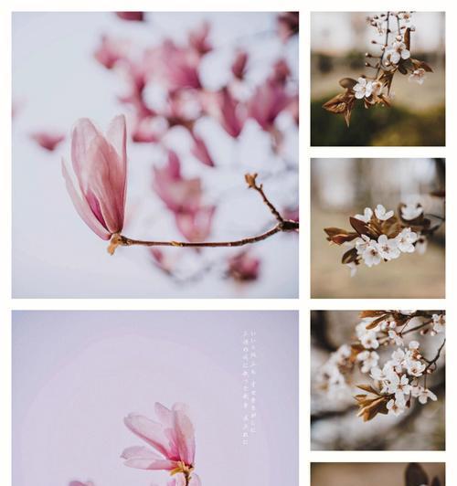 复合花语有何深层含义？