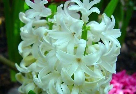 喜欢遮阳的花语是什么意思？这种花的特性如何体现在花语中？