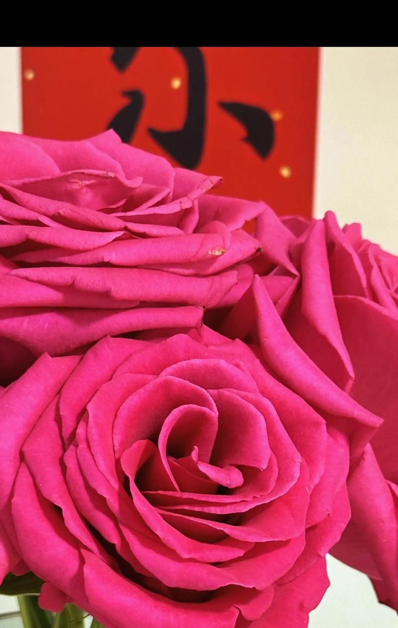 纸巾玫瑰的花语和寓意是什么？
