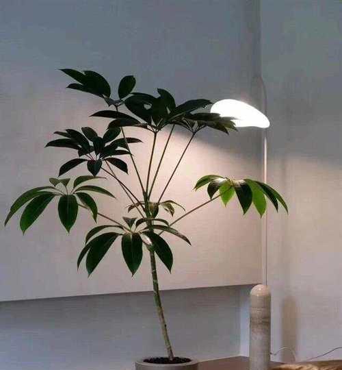 鸭脚木花的花语有何寓意？花语中隐藏了哪些情感？