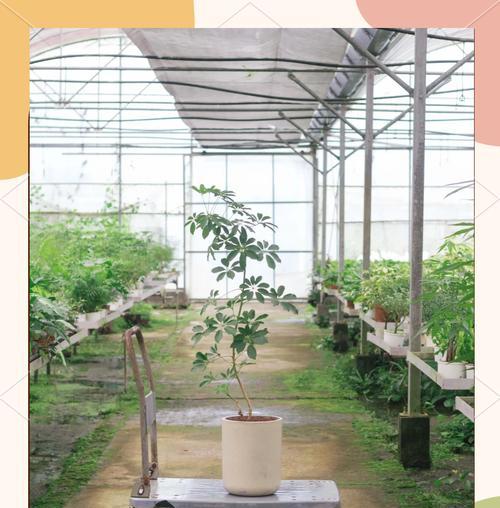 鸭脚木花的花语有何寓意？花语中隐藏了哪些情感？