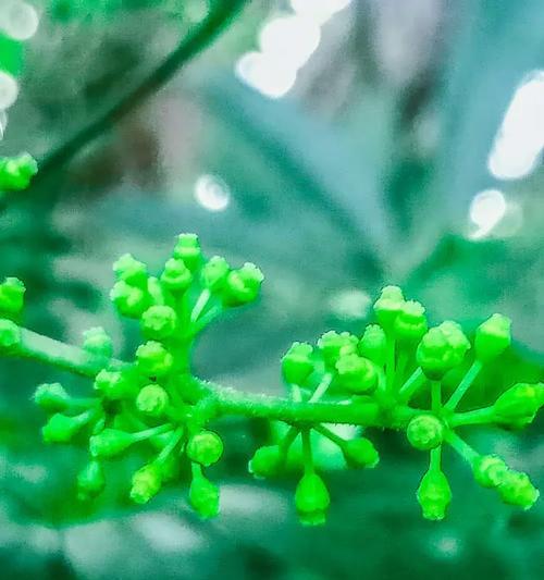 鸭脚木花的花语有何寓意？花语中隐藏了哪些情感？