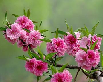 桃花的品种有哪些？桃花的花语是什么？
