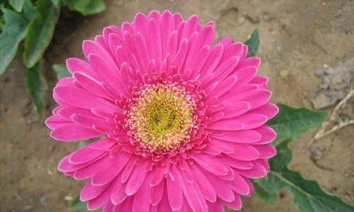 粉色扶郎花代表什么意义？花语中粉色扶郎花的含义是什么？