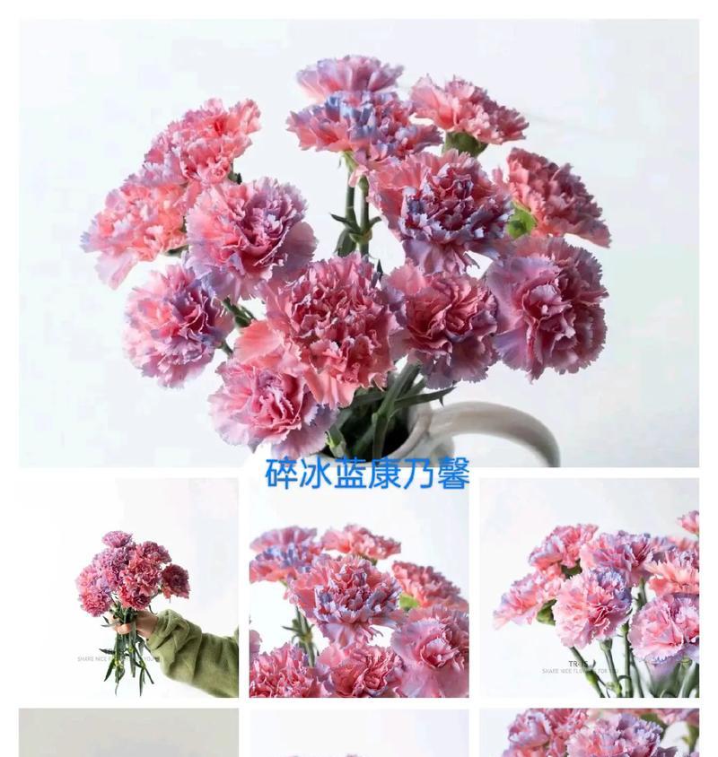 粉色扶郎花代表什么意义？花语中粉色扶郎花的含义是什么？