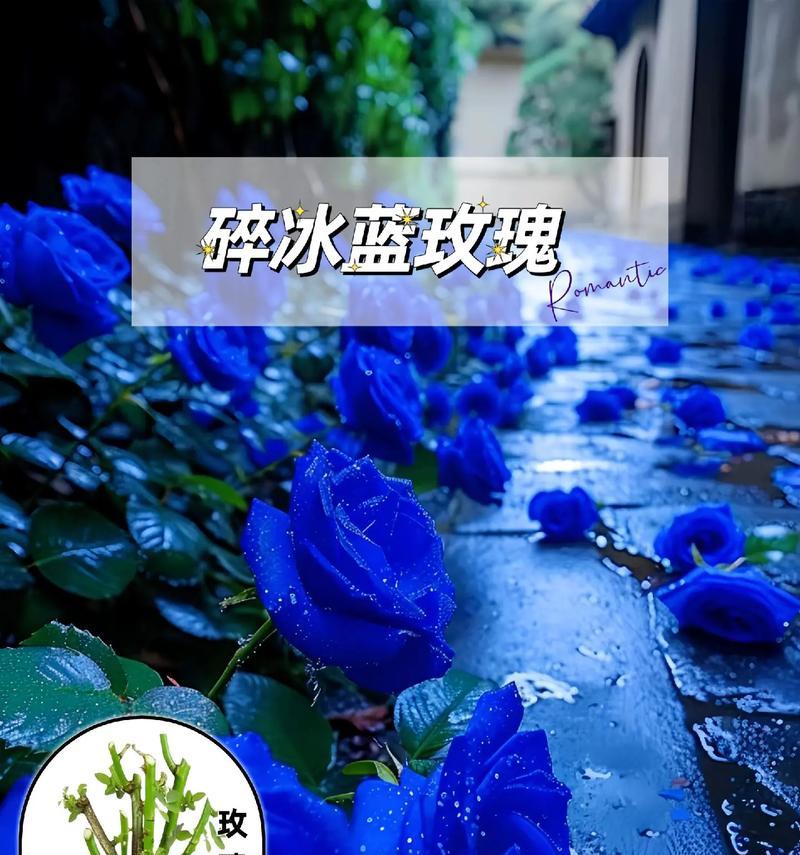 19朵碎冰蓝绿叶的花语有何含义？