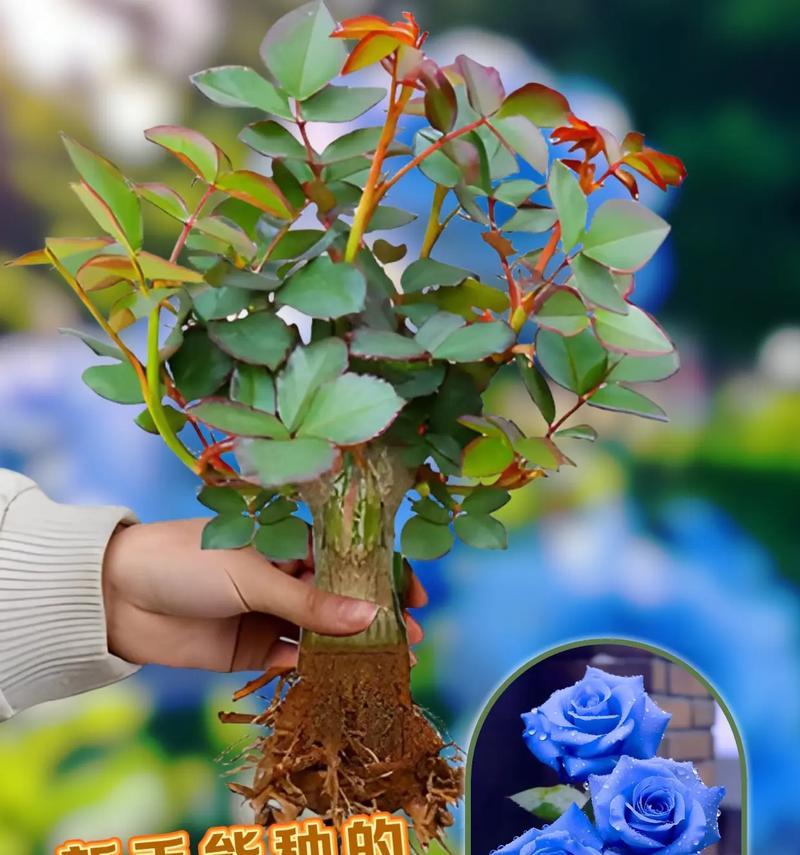 19朵碎冰蓝绿叶的花语有何含义？