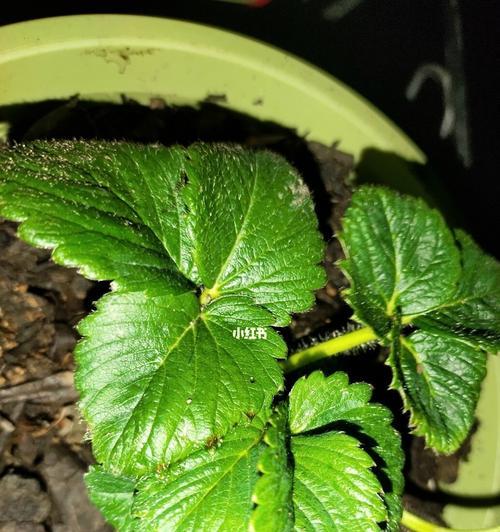 草莓苗的花语和寓意是什么？它在园艺中有什么意义？