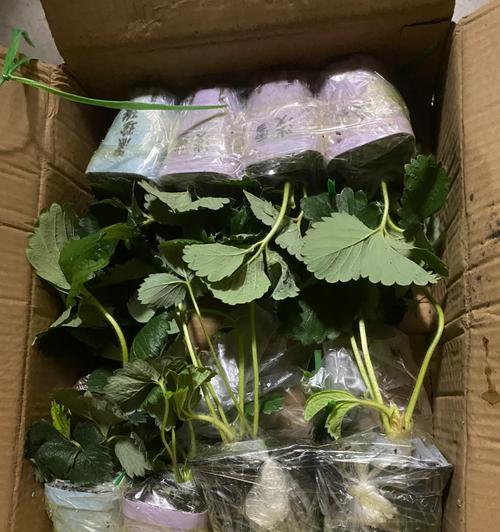 草莓苗的花语和寓意是什么？它在园艺中有什么意义？