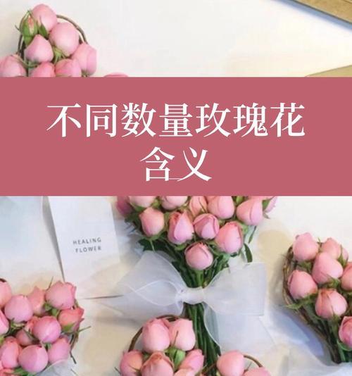 玫瑰花不同数量代表什么意义？