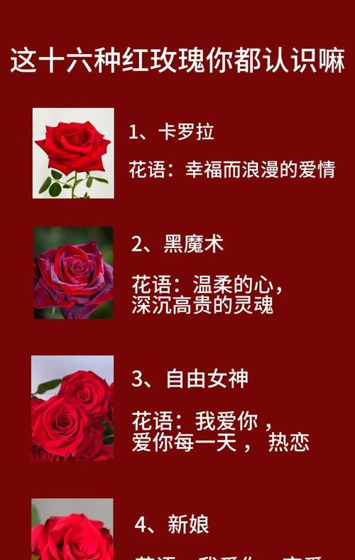 玫瑰花不同数量代表什么意义？