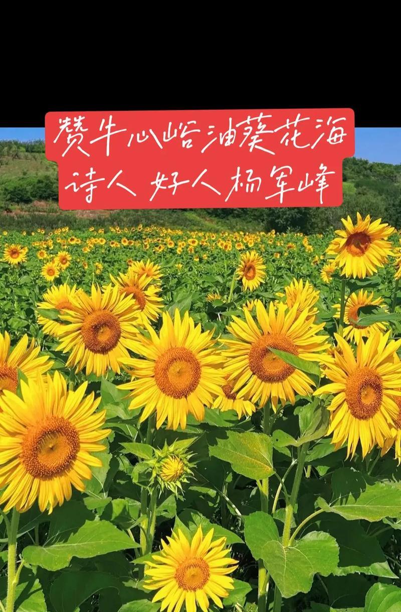 奶油向日葵真正的花语是什么？满心花语代表什么生肖？