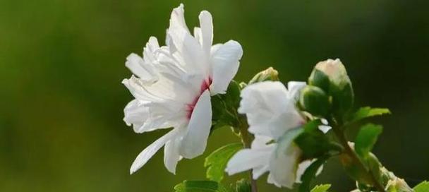 白色雾花的花语代表了什么？