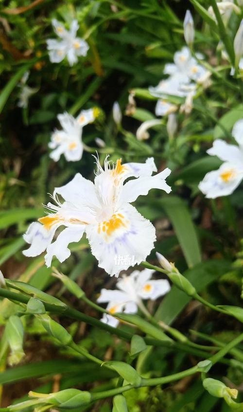 哪种花的花语象征爱情？