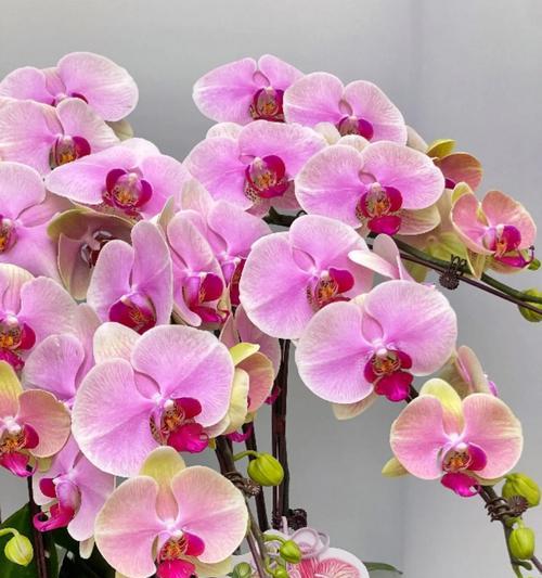 哪种花的花语象征爱情？
