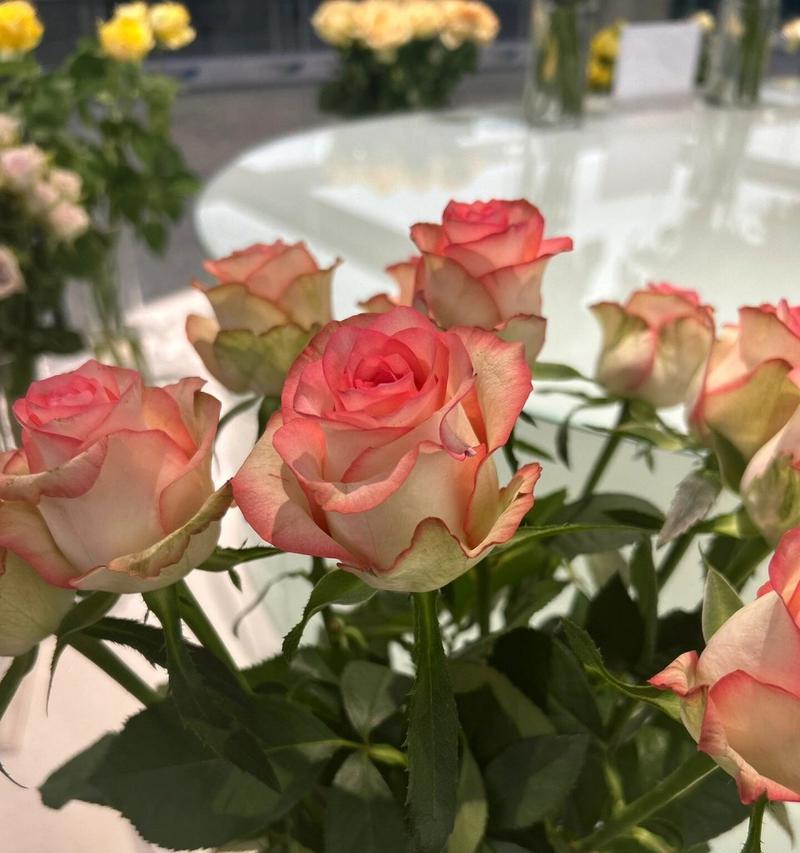 爱莎的花语含义和寓意是什么？爱莎花代表了什么？