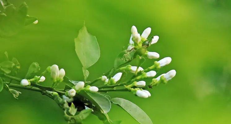 不对称橘子花语有何特别之处？