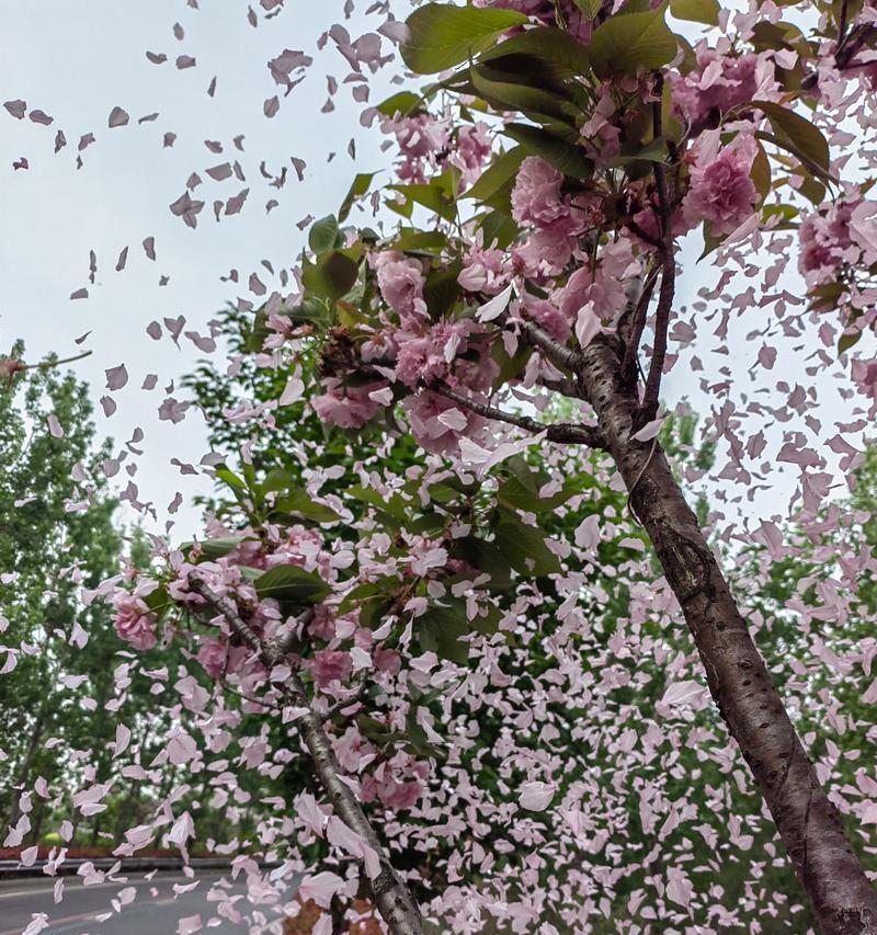 哪种花象征着无情？