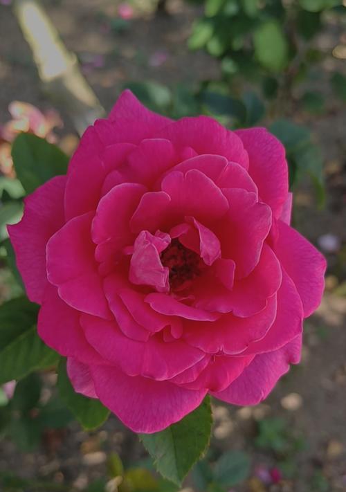 红月季花的花语寓意是什么？红月季花束代表了什么？