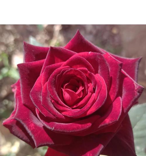 红月季花的花语寓意是什么？红月季花束代表了什么？