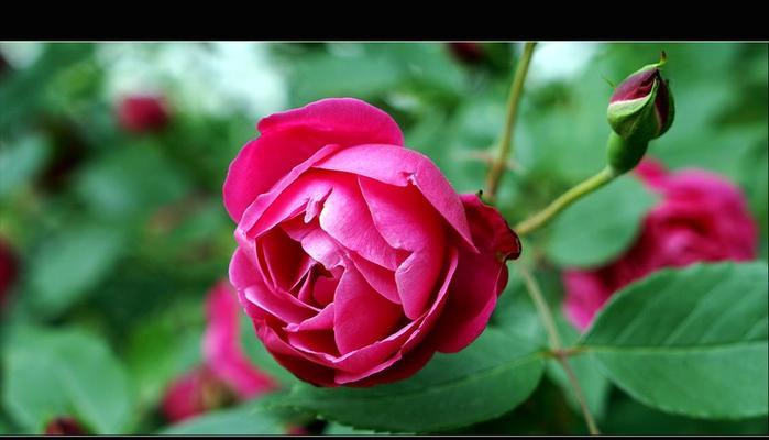 红月季花的花语寓意是什么？红月季花束代表了什么？