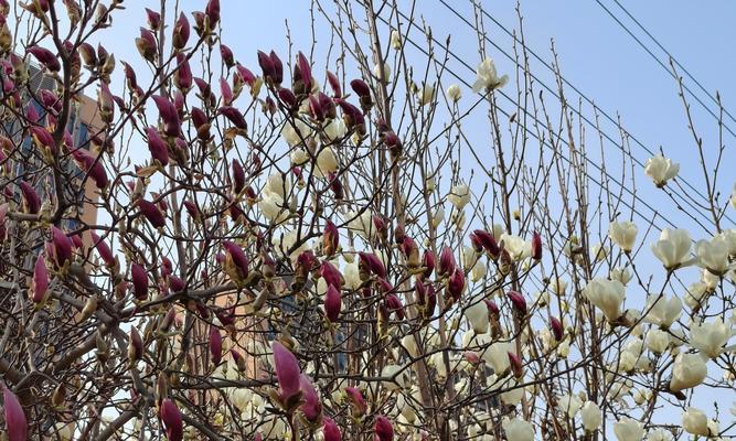 查看相册的花语代表什么？相册花语的含义是什么？