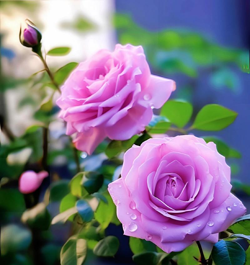 查看相册的花语代表什么？相册花语的含义是什么？