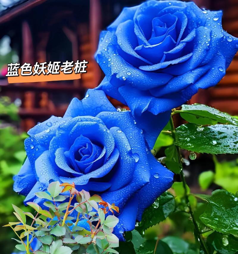 蓝玫瑰的花语是什么？代表爱意吗？