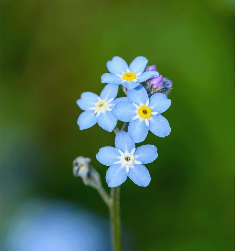 勿忘我花语的深层含义是什么？