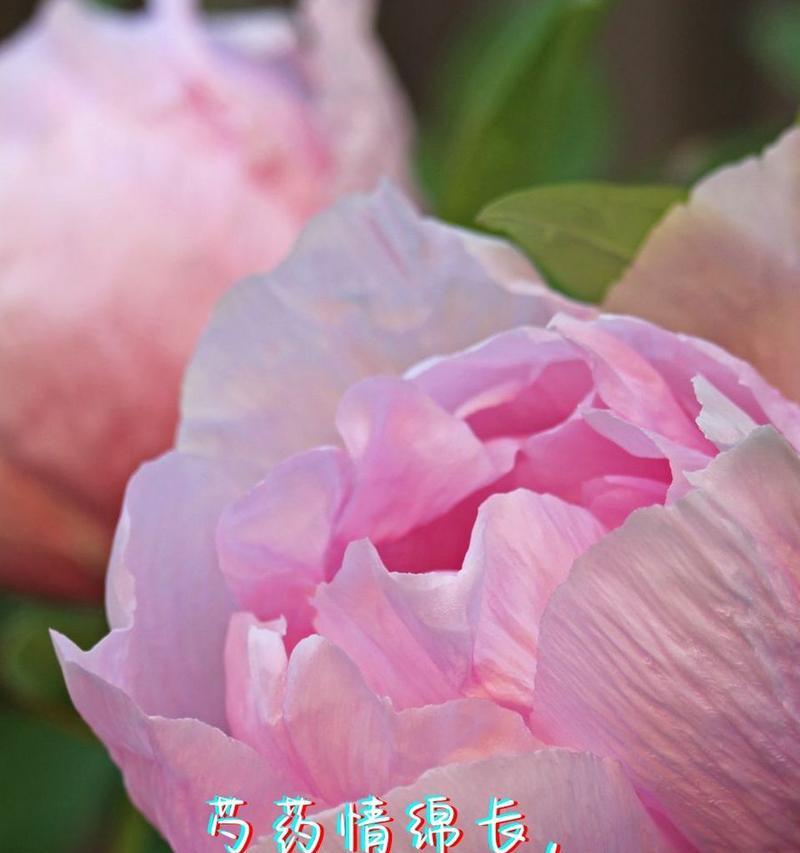 哪种花代表真挚无瑕的爱？
