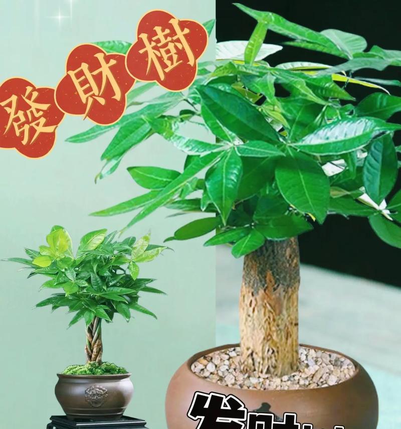 发财树的花语有哪些？