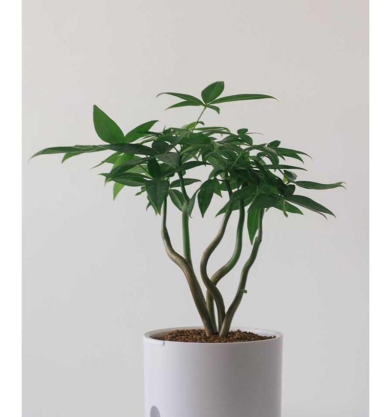 发财树的花语有哪些？