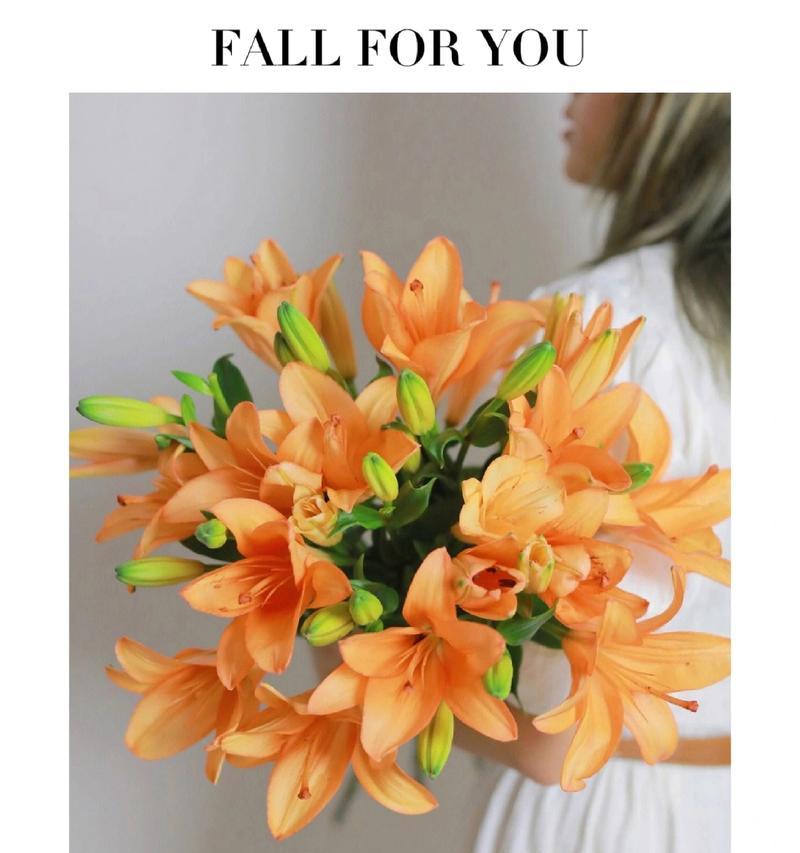 暮光与百合花语有何不同？