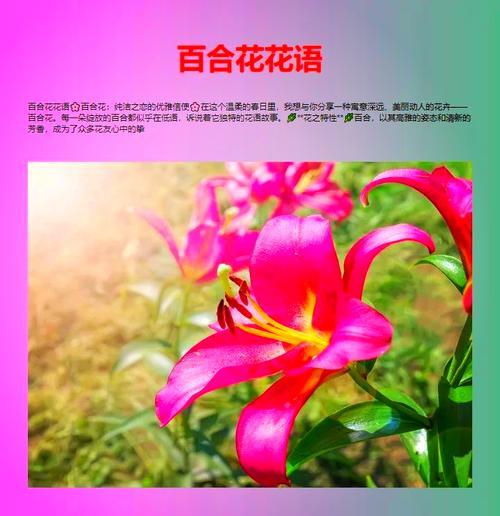 暮光与百合花语有何不同？