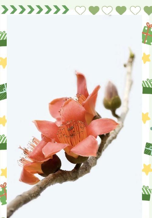 木棉花象征着什么？它的花语有哪些含义？