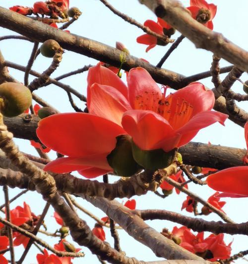 木棉花象征着什么？它的花语有哪些含义？
