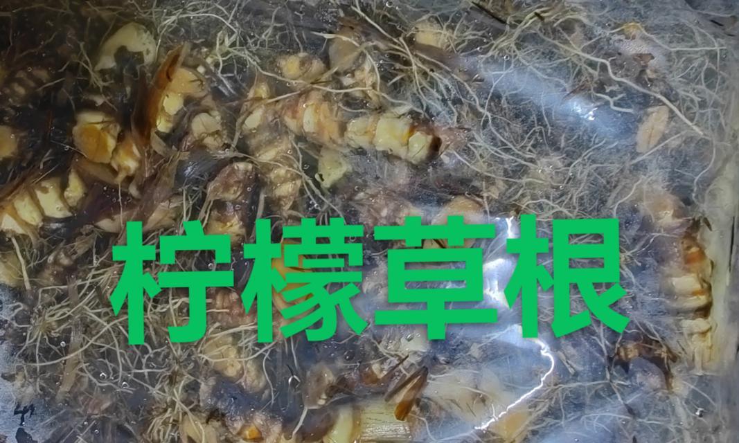 柠檬草的花语寓意有何特别之处？