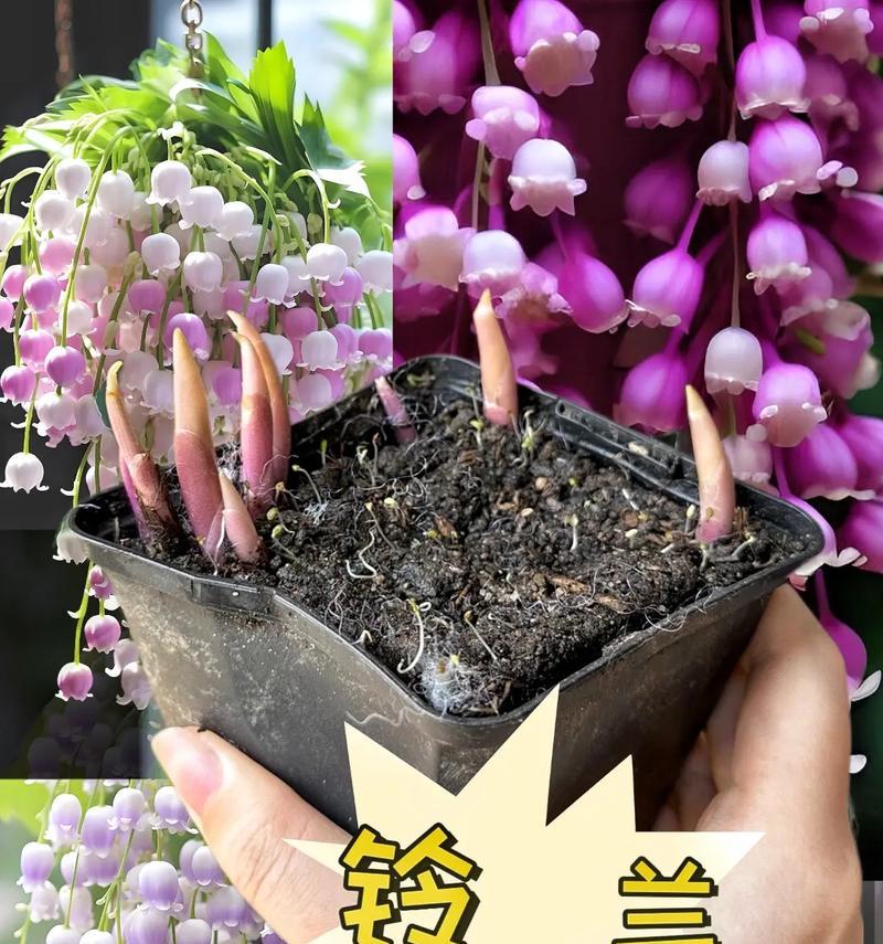 好养活的花通常有哪些花语？