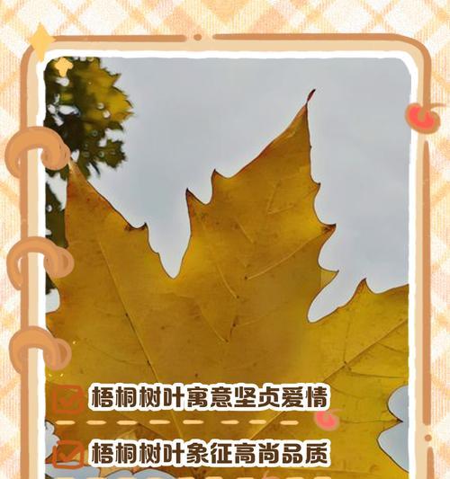 中国梧桐的花语是什么？它象征着什么意义？