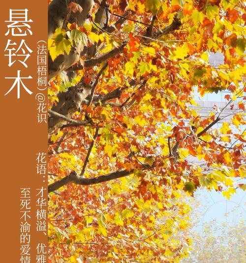 中国梧桐的花语是什么？它象征着什么意义？