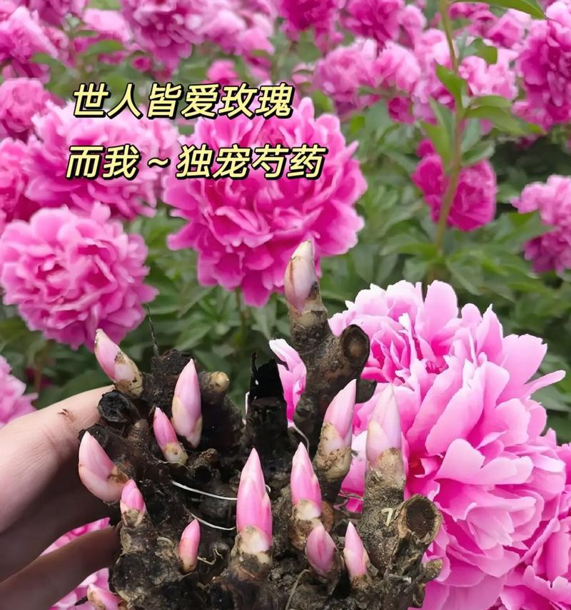 芍药的花语有哪些含义？