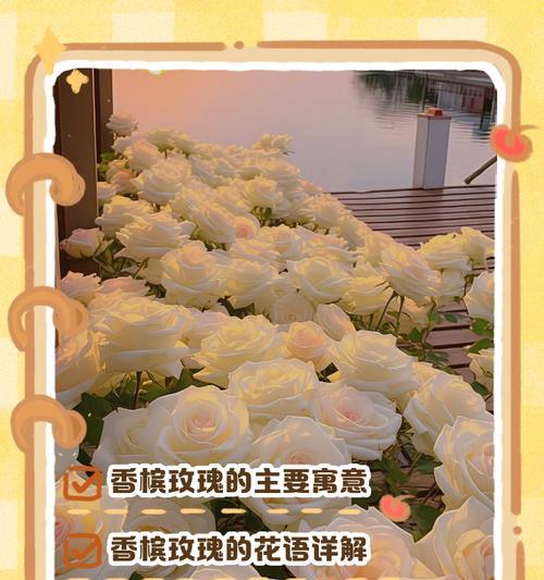 香槟玫瑰的花语代表什么？