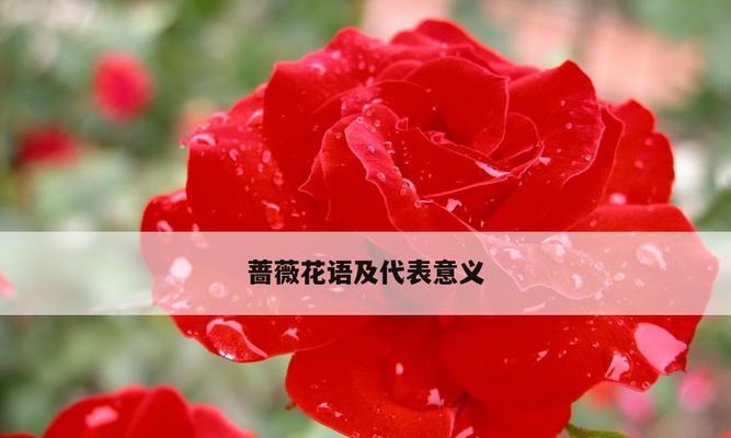蔷薇在花语中代表了什么？