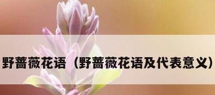 蔷薇在花语中代表了什么？
