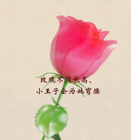 哪种花的花语寓意最坏？