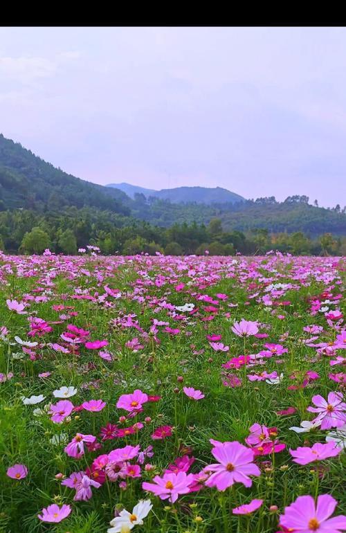 波斯菊的花语和象征意义是什么？