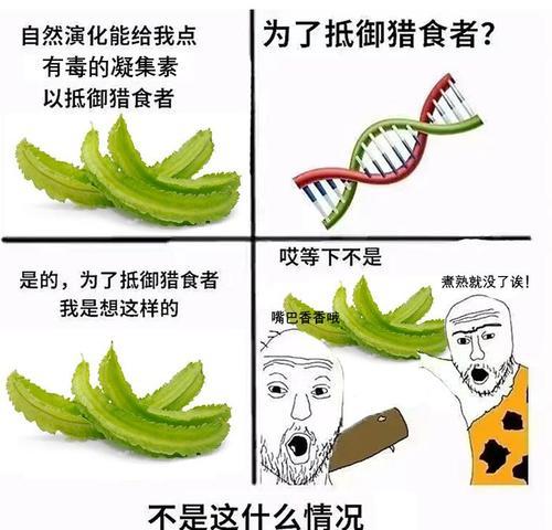 豆橛子的花语有何含义？