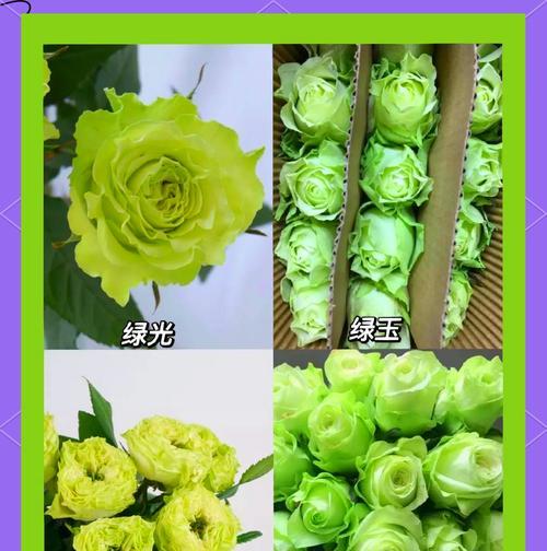 自由之爱花语含义何在？如何用花表达自由的爱？