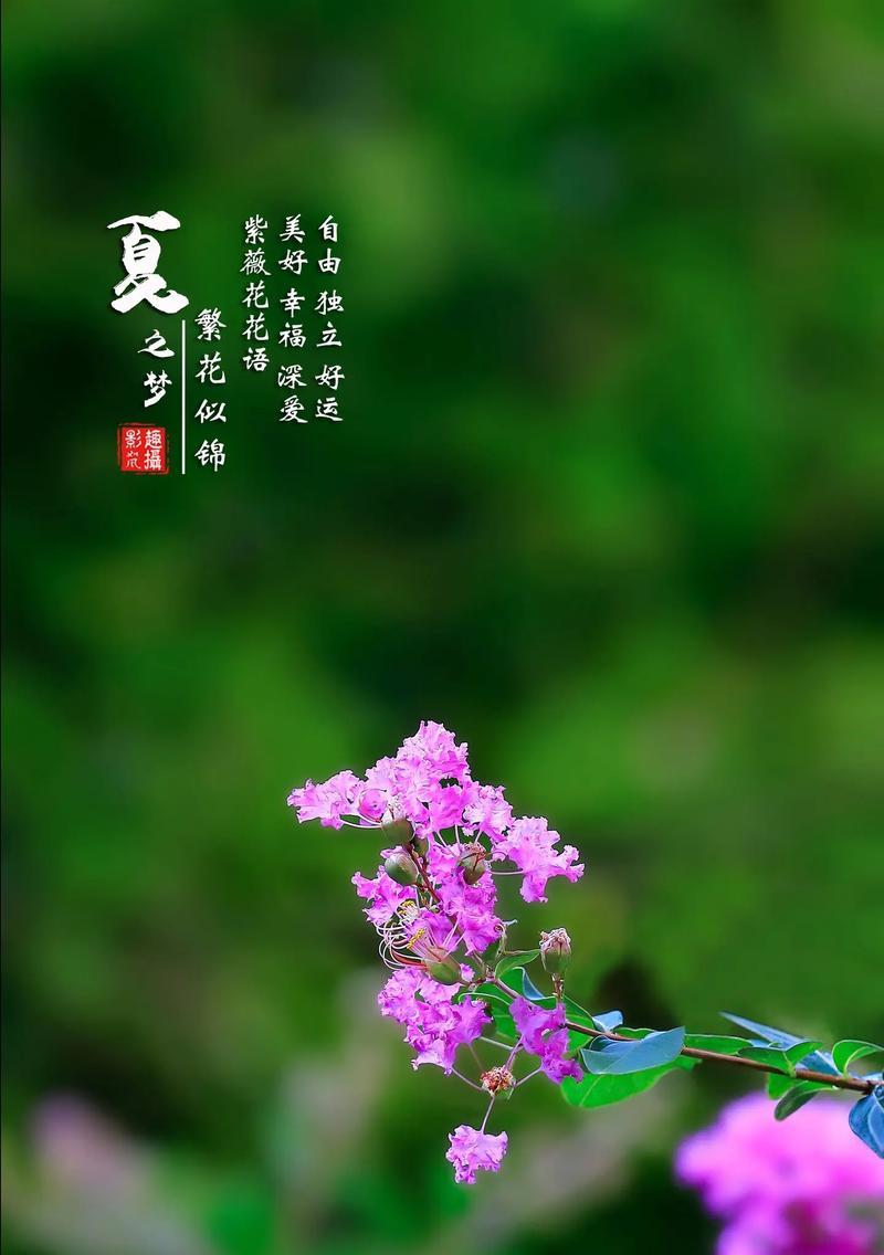 自由之爱花语含义何在？如何用花表达自由的爱？